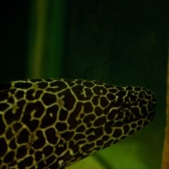 Ընձառյուծ մուրենա